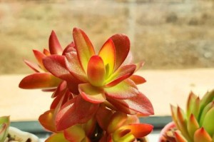 露头阳台养多肉的技巧与经验分享（以小空间打造多肉花园，赏心悦目的绿意空间）