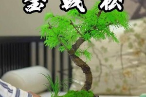 金钱松盆景的正确浇水方法（让你的金钱松盆景健康茁壮成长）