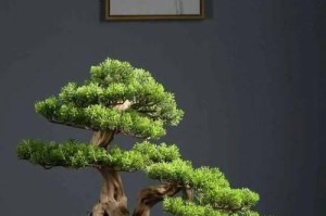 盆景造型的最佳时机（探秘盆景造型的黄金时间，助你打造完美景观）