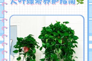 神奇的绿萝（茎根生长的秘密及培育技巧）