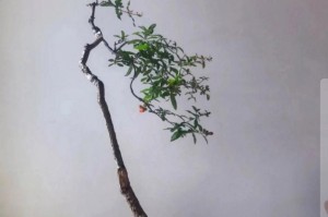 小石榴盆景修剪指南（打造美丽健康的小石榴盆景，关键是正确修剪！）
