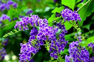 迎秋赏花，盘点秋季最美的花卉（繁花似锦，漫步秋日花海）