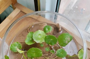 以钱铜草开花后的处理方法（保养技巧和适应环境的要求）