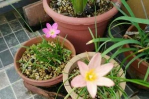 风雨兰种子开花时间及栽培技巧（了解风雨兰开花时间，让花园更美丽）