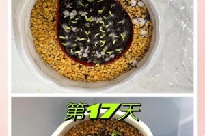 火龙果盆栽长刺后的浇水技巧（细说火龙果盆栽长刺后的水分管理，为你打造健康茁壮的火龙果植株）