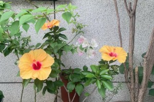 谁不能养扶桑花？（了解养护前的注意事项，让你的扶桑花茁壮成长）