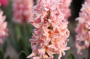 风信子花期（了解风信子花期的常识及其花期长度）