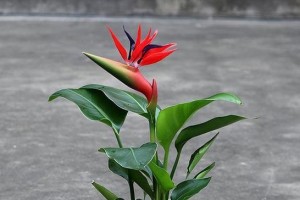 容易养活的花卉推荐（15种适合初学者的容易养活的花卉）