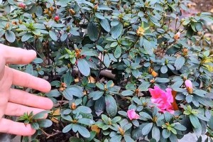 杜鹃花施肥过多的处理方法（怎样调节过多的杜鹃花肥料量）