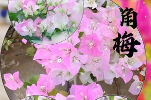 三角梅开花月份解析（探秘三角梅开花的奥秘，让你远离“盲目种花”）