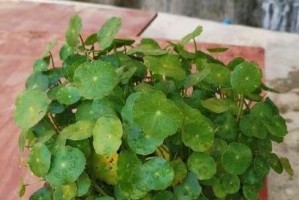 铜钱草叶子发黄的原因及应对方法（铜钱草叶子发黄是怎么回事？如何解决？）