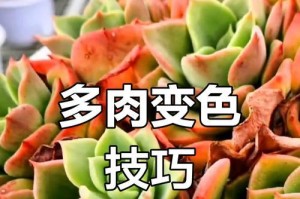 揭秘以秀妍多肉变红的秘密（探寻以秀妍多肉变红的关键因素及方法）