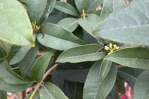 冬天的桂花树为何会落叶？（桂花树落叶的原因与应对措施）