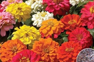 百日草花开败了怎么办？（面对百日草花失败的解决方案与应对策略）