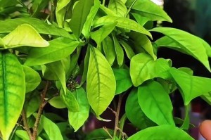 双色茉莉的秋季养护秘籍（打造秋天中最绚丽的花园，）