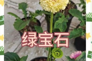 非洲菊繁殖的方法与技巧（掌握正确的非洲菊繁殖方法，打造丰富多样的花园景观）