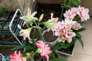 神似朱顶红的花——石斛花（探究石斛花的特点及栽培方法）
