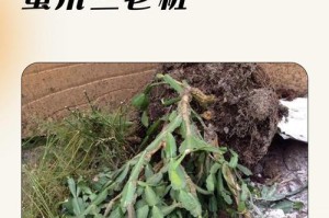 螃蟹兰的养殖与繁衍（掌握关键技巧打造螃蟹兰花园）