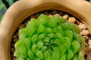 培养黑玉露的关键技巧（掌握关键步骤，打造优质黑茶）
