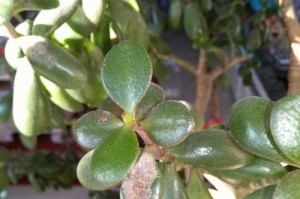 应对万年青红蜘蛛的方法及防治措施（保护万年青免受红蜘蛛侵害，）