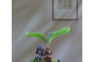 让家里变成苏铁花园的秘诀（如何在家里成功种植苏铁）