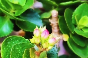 如何科学养护花卉，让其长寿不死（花卉养护技巧，掌握这些关键就能轻松养花）