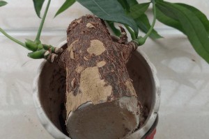 如何剪短发财树的枝条？（快速有效的剪短方法，让你的发财树茂盛更快！）