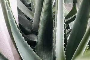 芦荟是否可以淋雨？（探究芦荟的生长环境和特点）