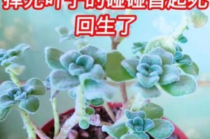 如何正确移植碰碰香叶子，让其恢复健康（一步步教你移植碰碰香叶子，解决叶子发黄问题）