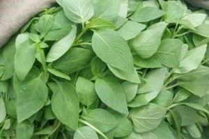 荆芥，生吃是否安全？（荆芥的营养价值及生吃注意事项）