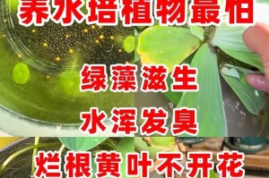 如何有效防止植物烂根（掌握正确的浇水技巧，避免植物烂根的发生）