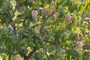 探秘芒果树（形态特征、生长环境和栽培技巧）