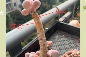 多肉分株的繁殖技巧与处理方法（掌握分株技巧，让多肉生长更健康）