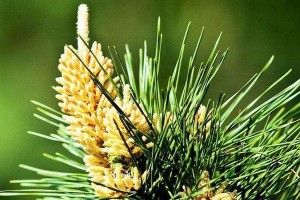 罗汉松是裸子植物吗？——揭开罗汉松的神秘面纱（探究罗汉松的分类、特征与生态环境）