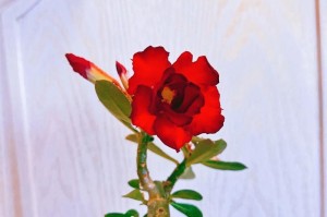 探秘沙漠玫瑰的神秘之花（开花样子与生命力，了解这种美丽的野花）