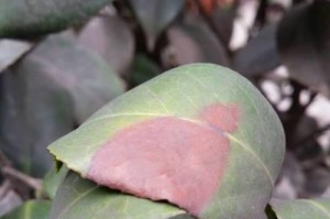 茶花叶子烂了是怎么回事？（茶花叶子烂掉的原因及防治方法）
