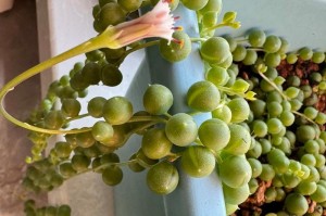 多肉移栽技巧（打破传统，让多肉植物焕发新生机）