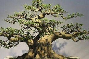 人参榕养殖全攻略（打造茂盛的人参榕，从这里开始）