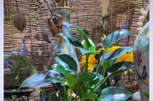 以金钻开花，如何善用财富成就人生？（解密金钻开花的奥秘，传授财富管理的智慧）