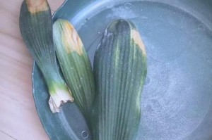如何救治以君子兰黄叶问题（关键步骤、常见原因和预防方法）