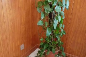 病房中适合摆放的植物（营造舒适环境，促进康复治疗）