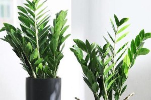 如何有效地保温冬天的金钱树（提供舒适环境，确保植物健康生长）