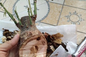 发财树如何根怎么软了？！（掌握关键技巧，让你的发财树生长茁壮！）