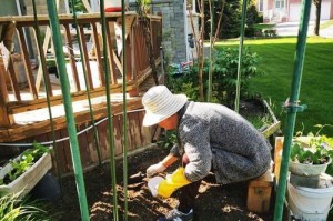 种菜肥料施用指南（掌握正确施肥技巧，让你的菜园更加丰收）