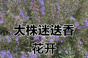 探寻迷迭香的种植技巧（从苗期管理到丰收，打造迷迭香花园的秘诀）