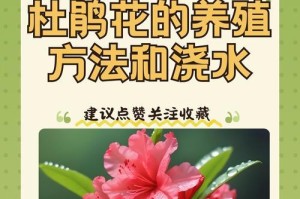 如何正确修剪开花杜鹃（关键步骤和技巧让杜鹃开出美丽花朵）