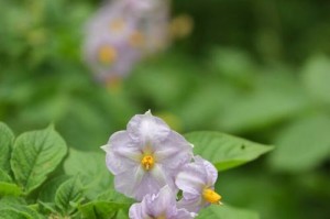 洋芋花开花时间的研究（洋芋花开花的影响因素及应用前景）