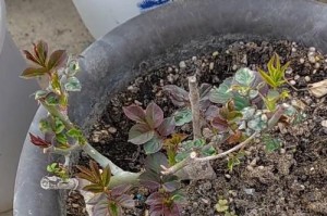 怎样拯救濒临死亡的月季花（救活月季花的有效方法与技巧）