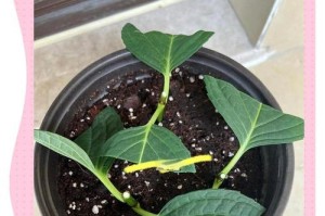 绣球花小苗换盆的步骤与技巧（培养健康美丽的绣球花，从换盆开始）