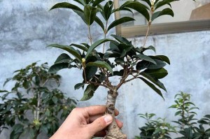 金桂与八月桂，谁更胜一筹？（品味芬芳，选择恒久）